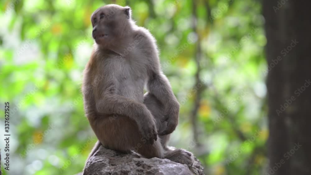 Portrait of male cute wild monkey sitting in a tree in green tropical forest with trees. Full HD video clip Portrait of male cute wild monkey sitting in a tree in green tropical forest with trees. Full HD video clip