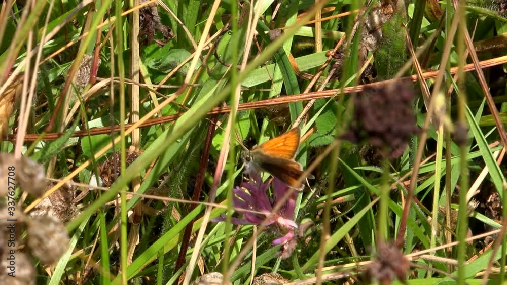 Small butterfly skipper on vegetation UK 4K Small butterfly skipper on vegetation UK 4K