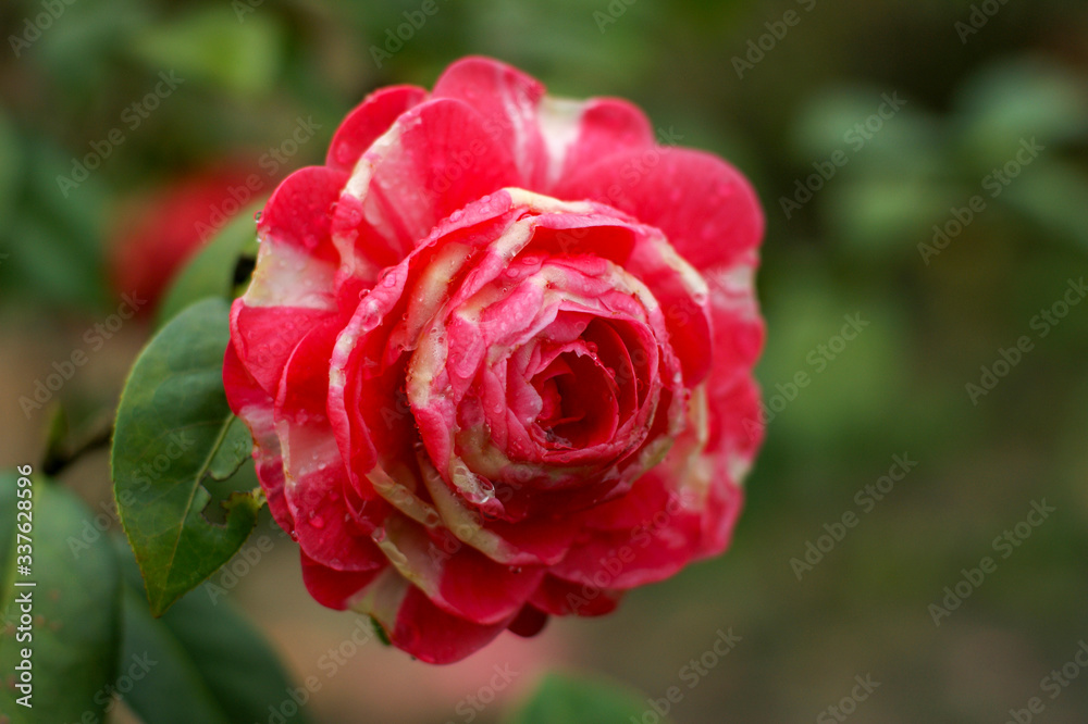 Camellia in full bloom in summer