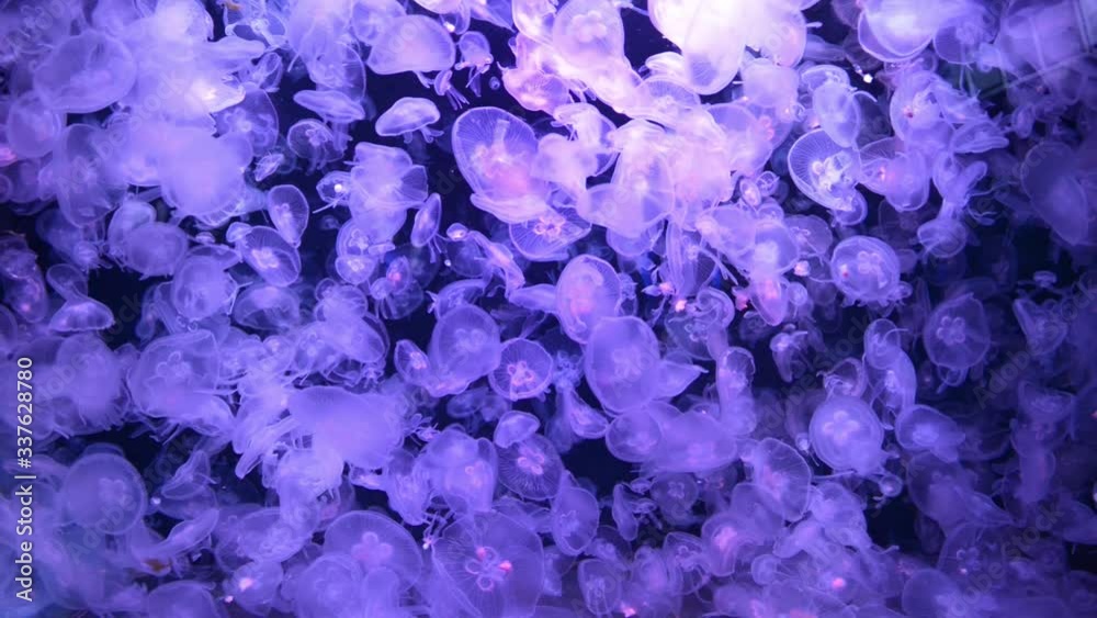 Many jellyfishes aurelia aurita in blue water as nature sea life background. Full HD footage clip Many jellyfishes aurelia aurita in blue water as nature sea life background. Full HD footage clip