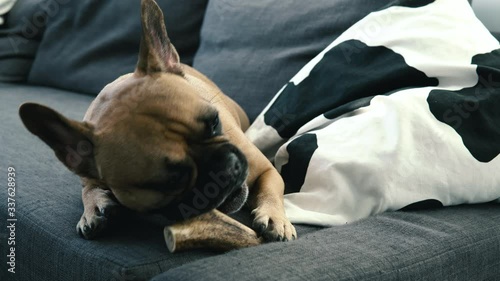 Cute bubbly french bulldog chewing a tasty dogbone photo