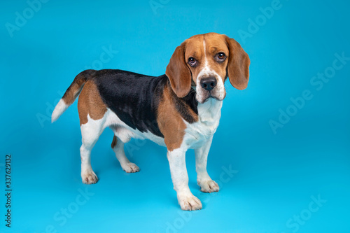Portrait of a beagle looking at the camera on a blue background © Alexandr