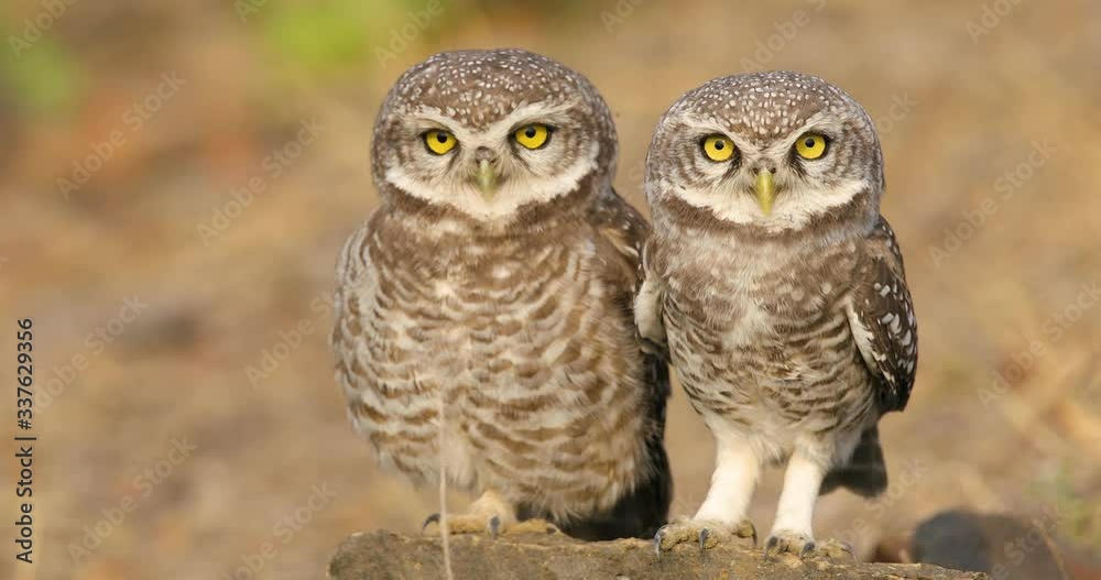 A Pair of Spotted Owlets sit on a rock very near human habitation during early morning basking in sun , these are common to India and South East Asia