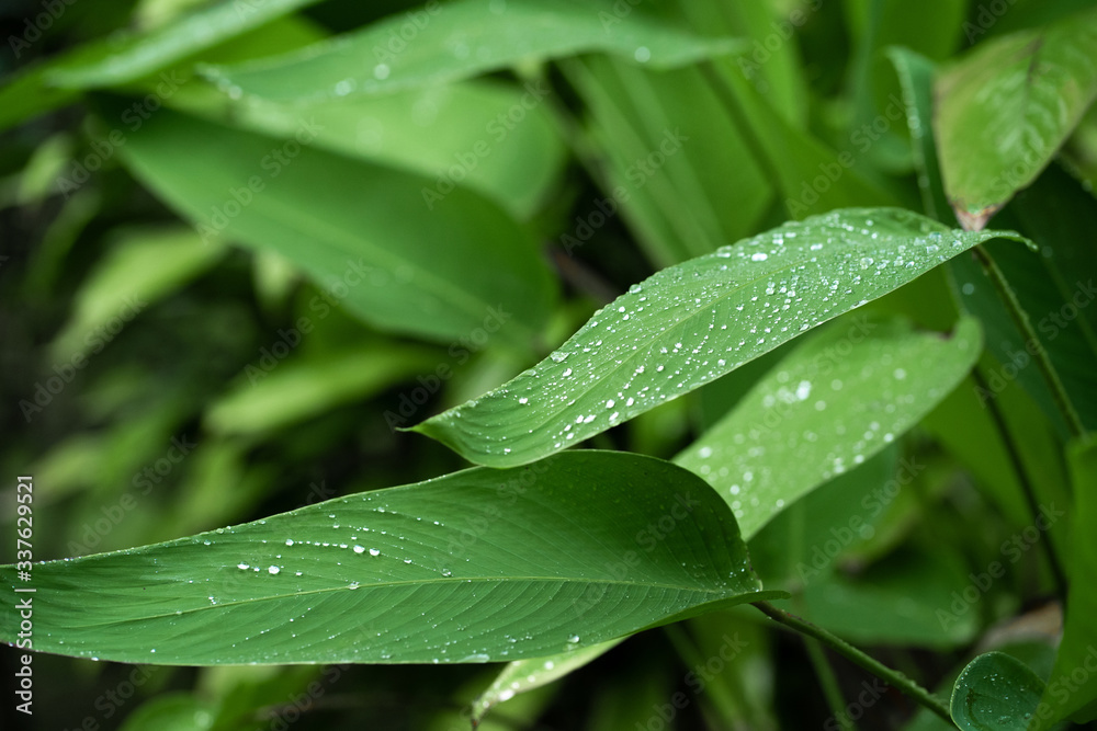 Raindrops on a green leaf. Natural hydration of plants. Raindrops on a green leaf. Natural hydration of plants.