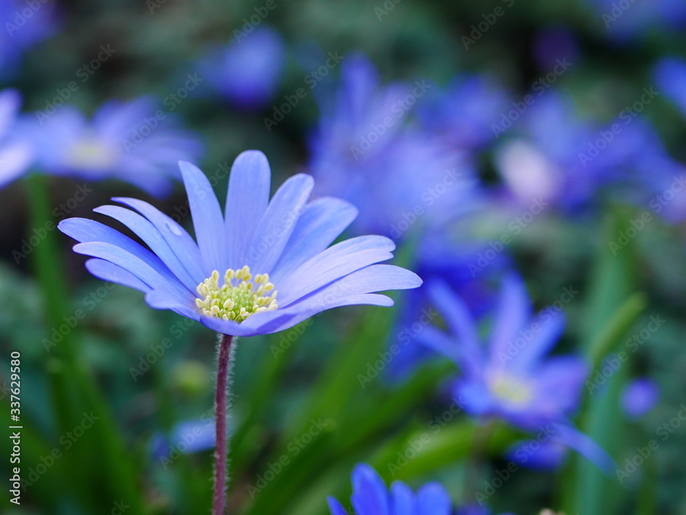 Close up of an open pale blue anemone blanda flower (winter windflower) with others behind Close up of an open pale blue anemone blanda flower (winter windflower) with others behind