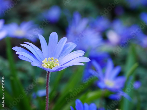 Close up of an open pale blue anemone blanda flower (winter windflower) with others behind