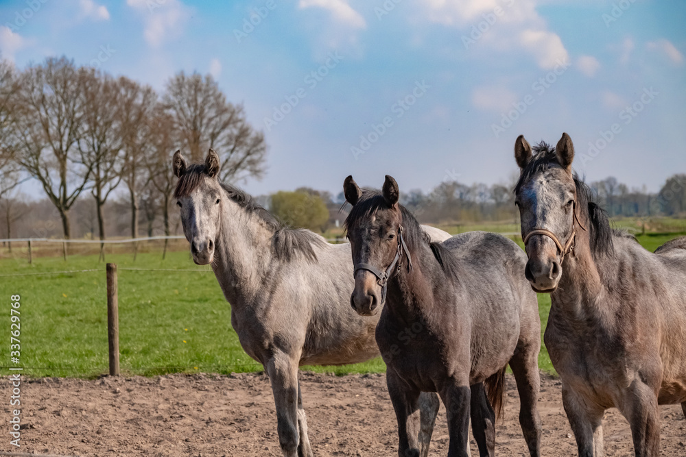Side shot of three grey jumping horses stallions, they are close to each other. part of body