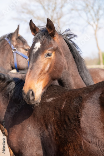 Shot of a beautiful young jumping horse head in front  brown color  He is hanging over the back of another stallion