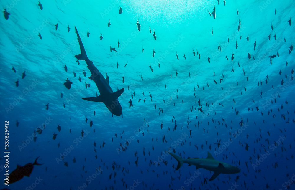 Obraz premium Grey reef sharks, Blue Corner - Palau