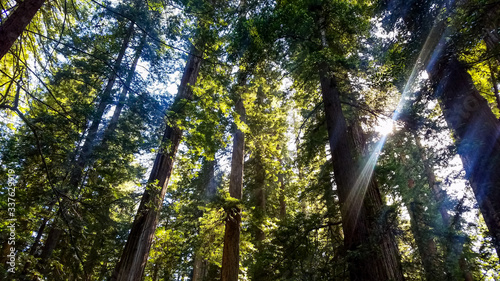 Shafts of light shining through dense redwood forest