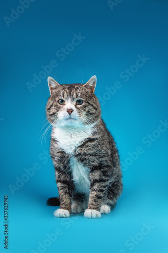 Old Cross breed cat sitting in front of blue background © Alexandr