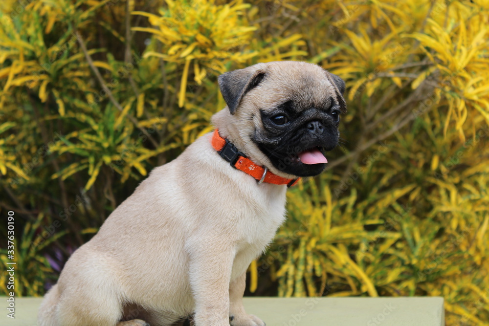 Obraz premium Golden Pug Dog