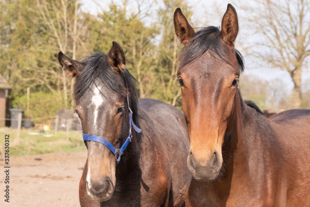 Two jumping horses stallions heads, they are close to each other.