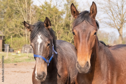 Two jumping horses stallions heads, they are close to each other. © Dasya - Dasya