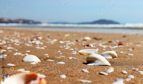 seashells on the seashore. relaxing on a tropical beach