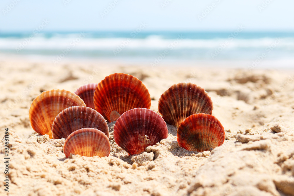 beautiful seashells in the sand on the sea coast beautiful seashells in the sand on the sea coast