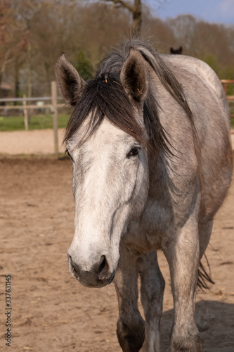 Shot of a beautiful young jumping horse head in front, grey color.