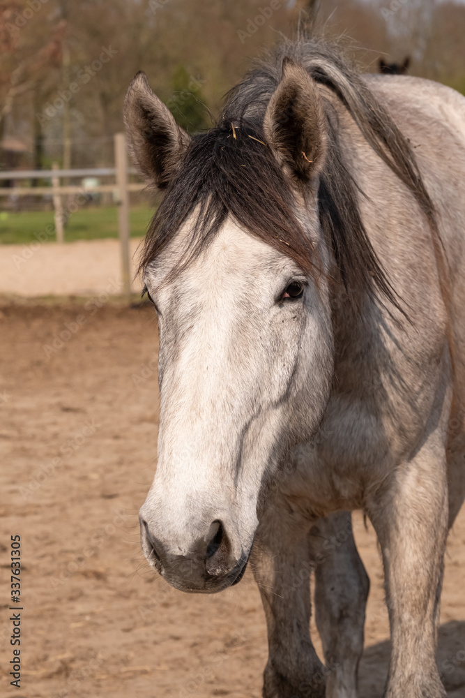 Fototapeta premium Shot of a beautiful young jumping horse head in front, brown color.
