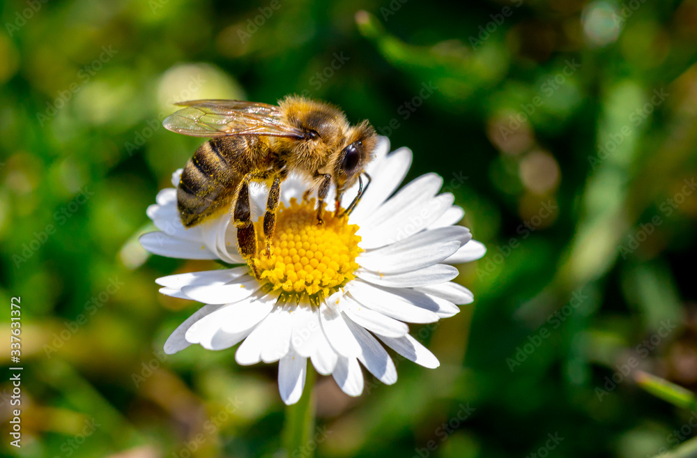 Gänseblümchen mit Biene Frühling Blumen Erwachen gelb weiss Gänseblümchen mit Biene Frühling Blumen Erwachen gelb weiss