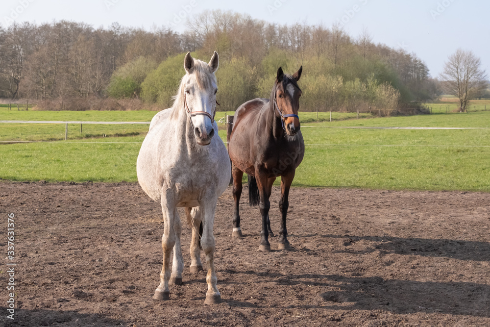 Fototapeta premium Two pregnant horses standing on a grass land, looking straight into camera