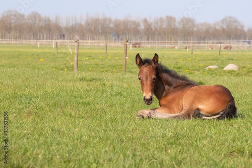 Brown foal resting in the pasture. The foal lies on green grass
