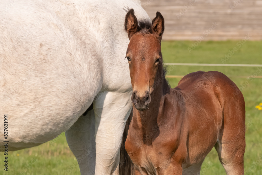 A baby horse with mother standing on grass, foal is looking at camera. A baby horse with mother standing on grass, foal is looking at camera.