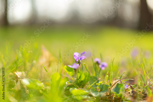 Violet flowers on green grass in spring park