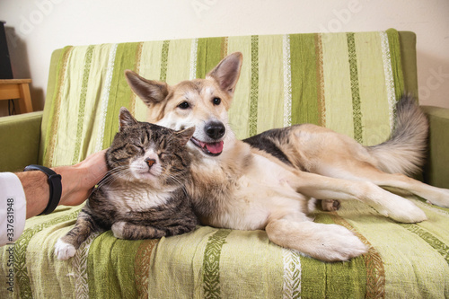 Carta da parati Playful dog and cat on sofa at home
