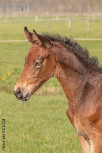 a young sport foal standing free on a spring meadow