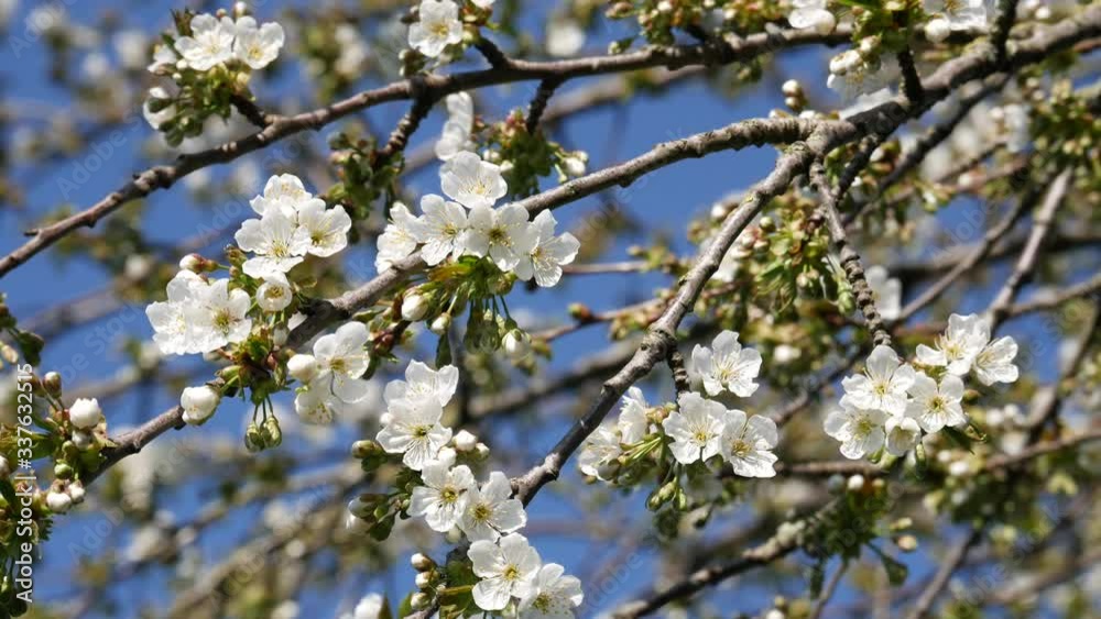 Spring time of rebirth, cherry tree in bloom, real time 4K Spring time of rebirth, cherry tree in bloom, real time 4K