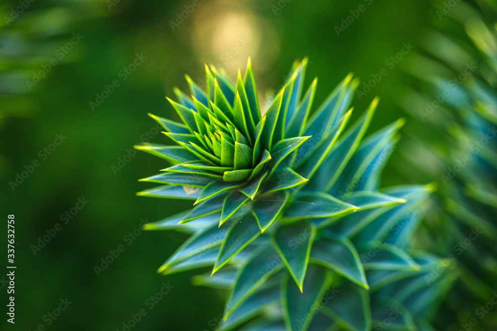 Aloe Vera isolate on bokeh background. Macro detailed image tree leaf. Aloe Vera isolate on bokeh background. Macro detailed image tree leaf.