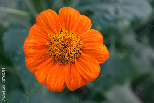 orange flower in the garden