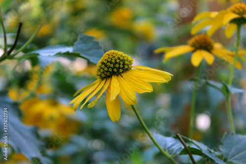 summer yellow flowers on a green background