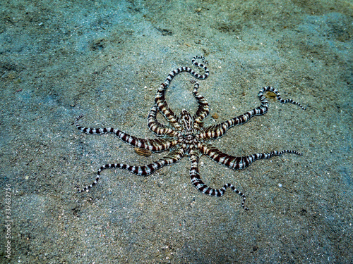 Mimic Octopus on sand