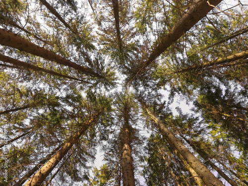A view straight up from the ground to the treetops in the forest. Low angle shot. Tree crowns and blue sky. Beautiful symmetry in forest.