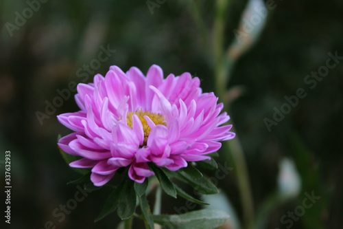 pink cosmos flower in the garden