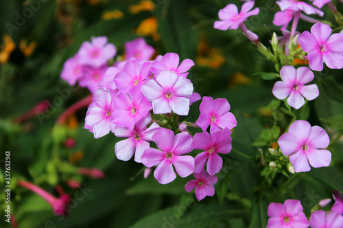 pink and purple flowers in the garden