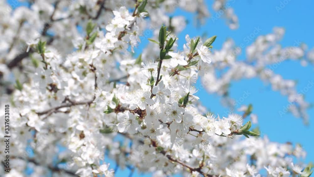 Flowering cherry on a clear day in April on the blue sku background Flowering cherry on a clear day in April on the blue sku background