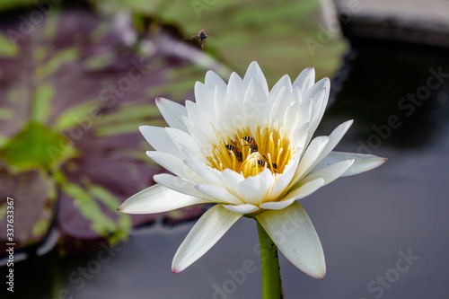 Blooming lotus and bee