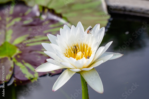 Blooming lotus and bee
