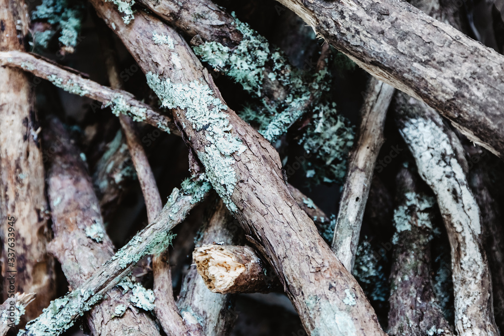 Fototapeta premium wooden sticks, firewood, wood background