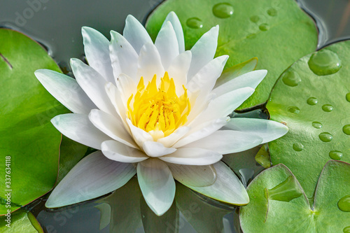 Lotus bloom in the pond