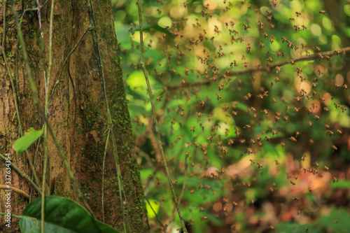 Wild shot of flying bee swarm in Amazon rain forest