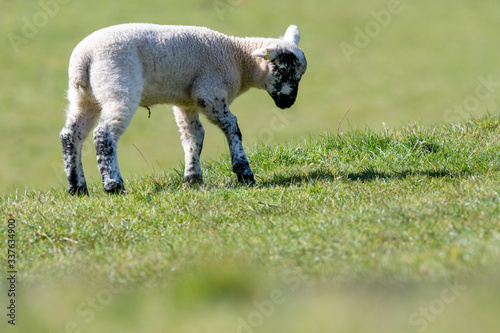 Spring lambs in an English field on a sunny April day 