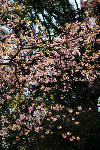 Sakura or cherry blossom on the road at Khun Wang, Chiang Mai Thailand.