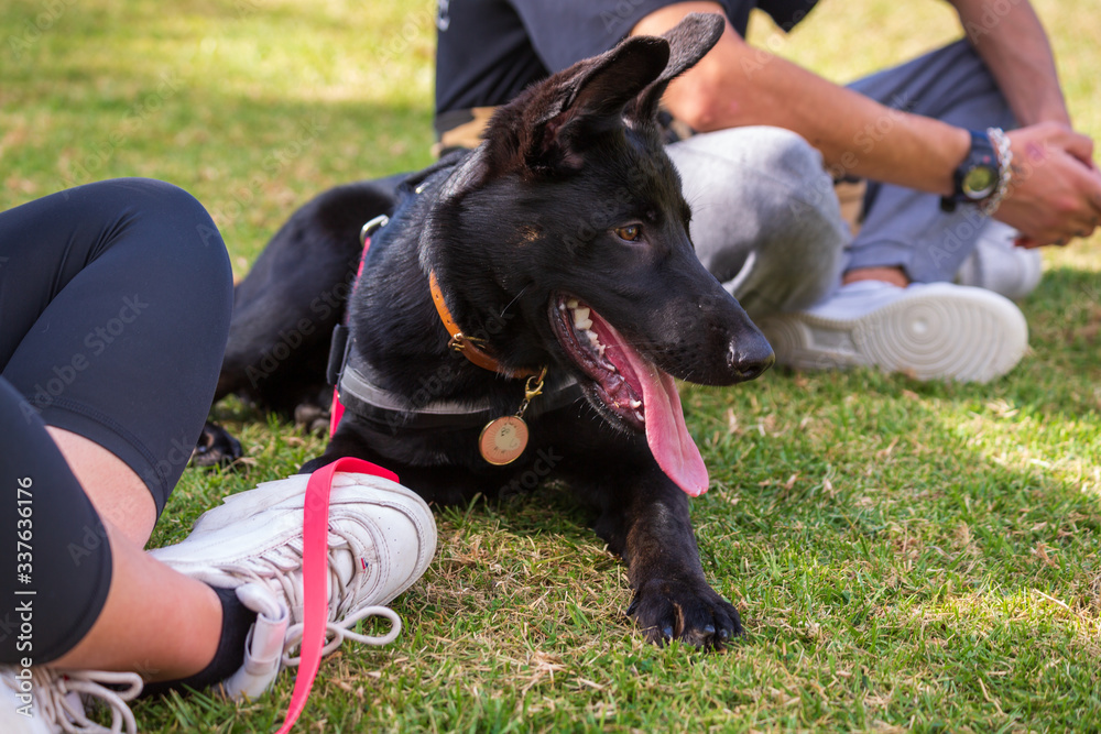 german shepherd dog sitting on the grass german shepherd dog sitting on the grass
