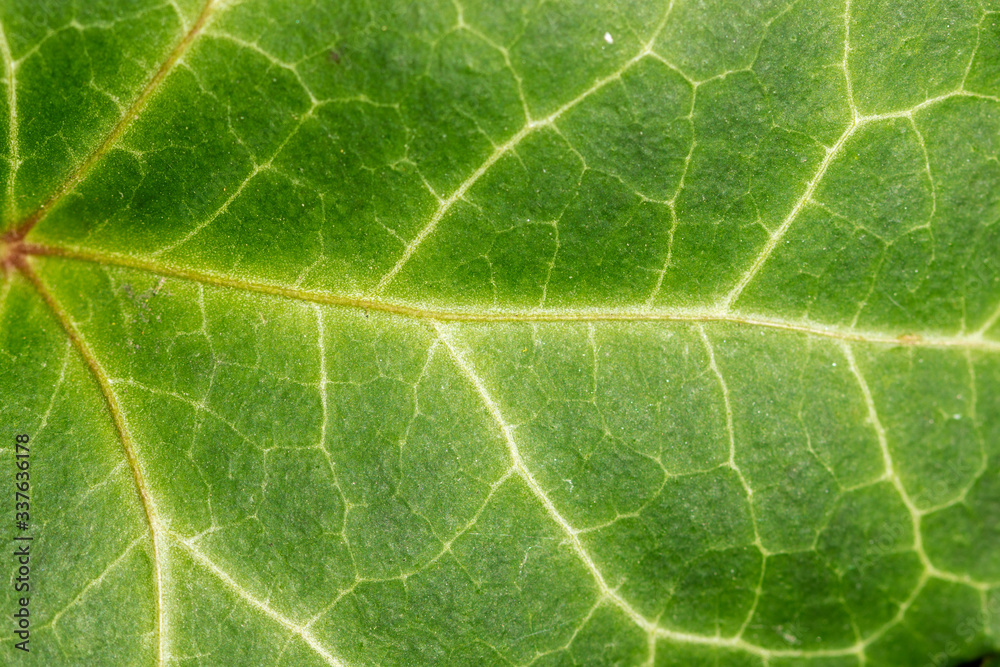 Detail of the Hedera helix, the common ivy Detail of the Hedera helix, the common ivy