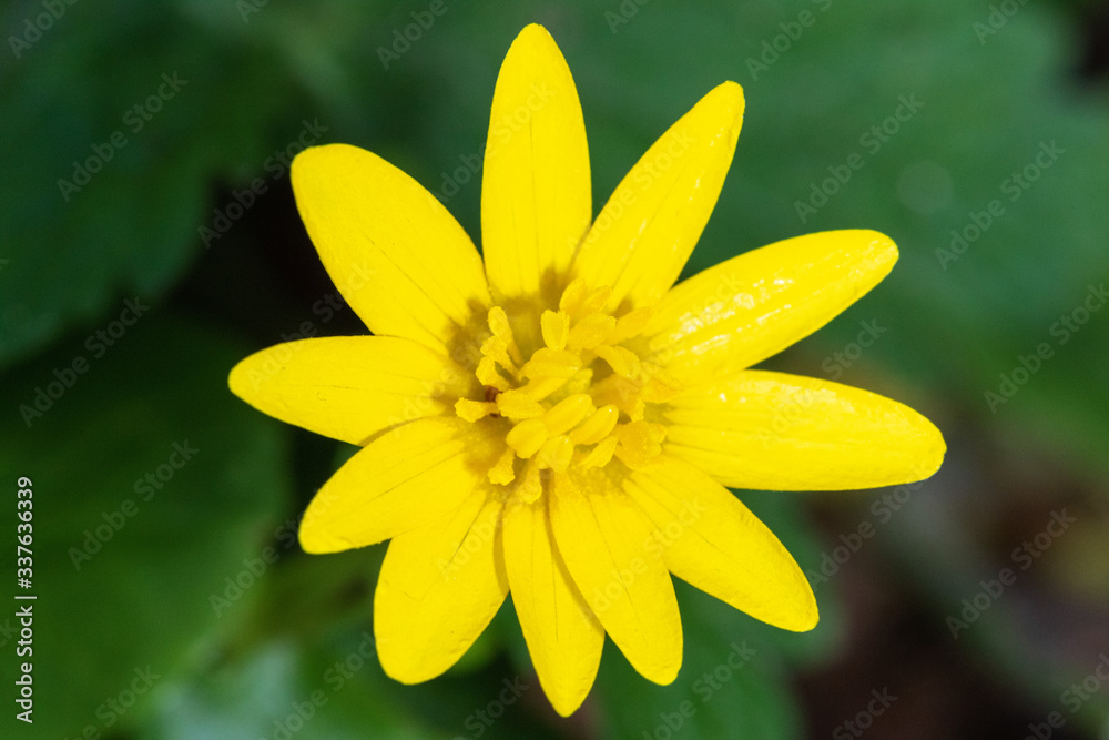 Obraz premium Close-up view of the lesser celandine or pilewort flowers