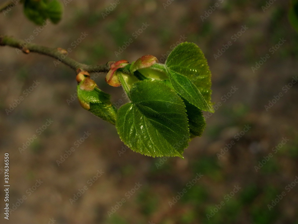 green leaves on a branch close up green leaves on a branch close up