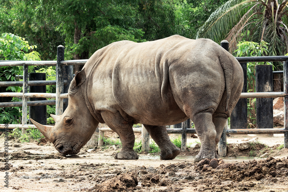 White rhinoceros in natural habitat thailand White rhinoceros in natural habitat thailand